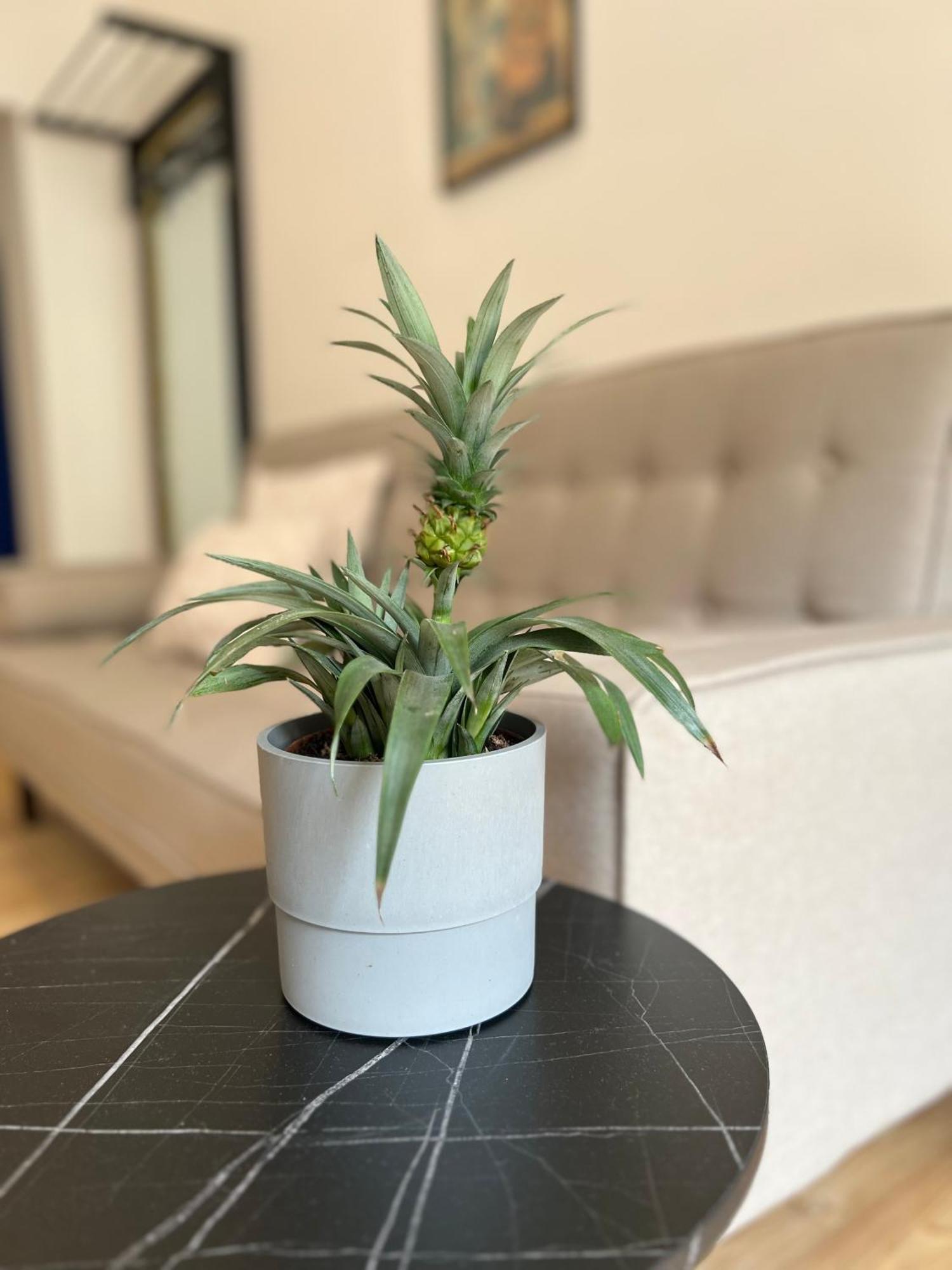 Modern Stay I Cosy & Central Apartments Coblenza Exterior foto